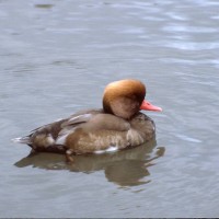 Red Crested Pochard